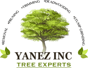 yanez trees